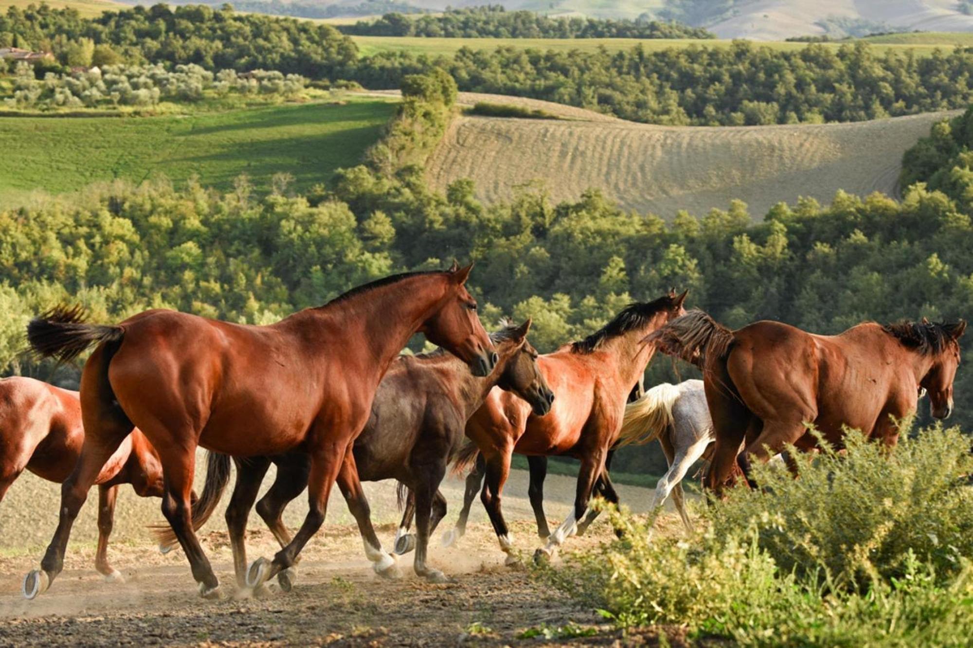 Fattoria Bio Pieve A Salti Montalcino Apartment Bagian luar foto